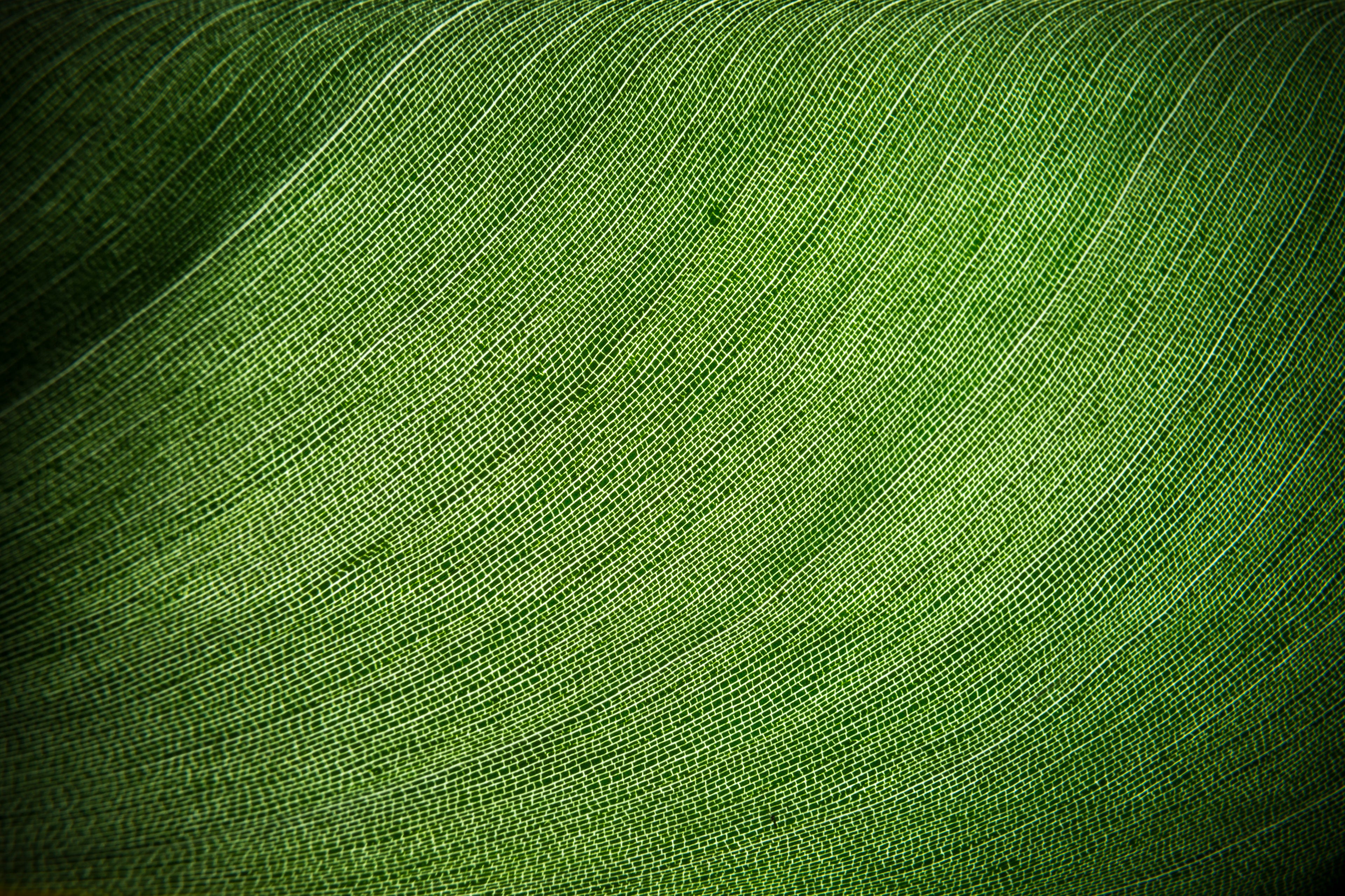 Colección Texturas Naturales
