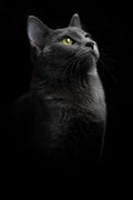 Shadowed Grace