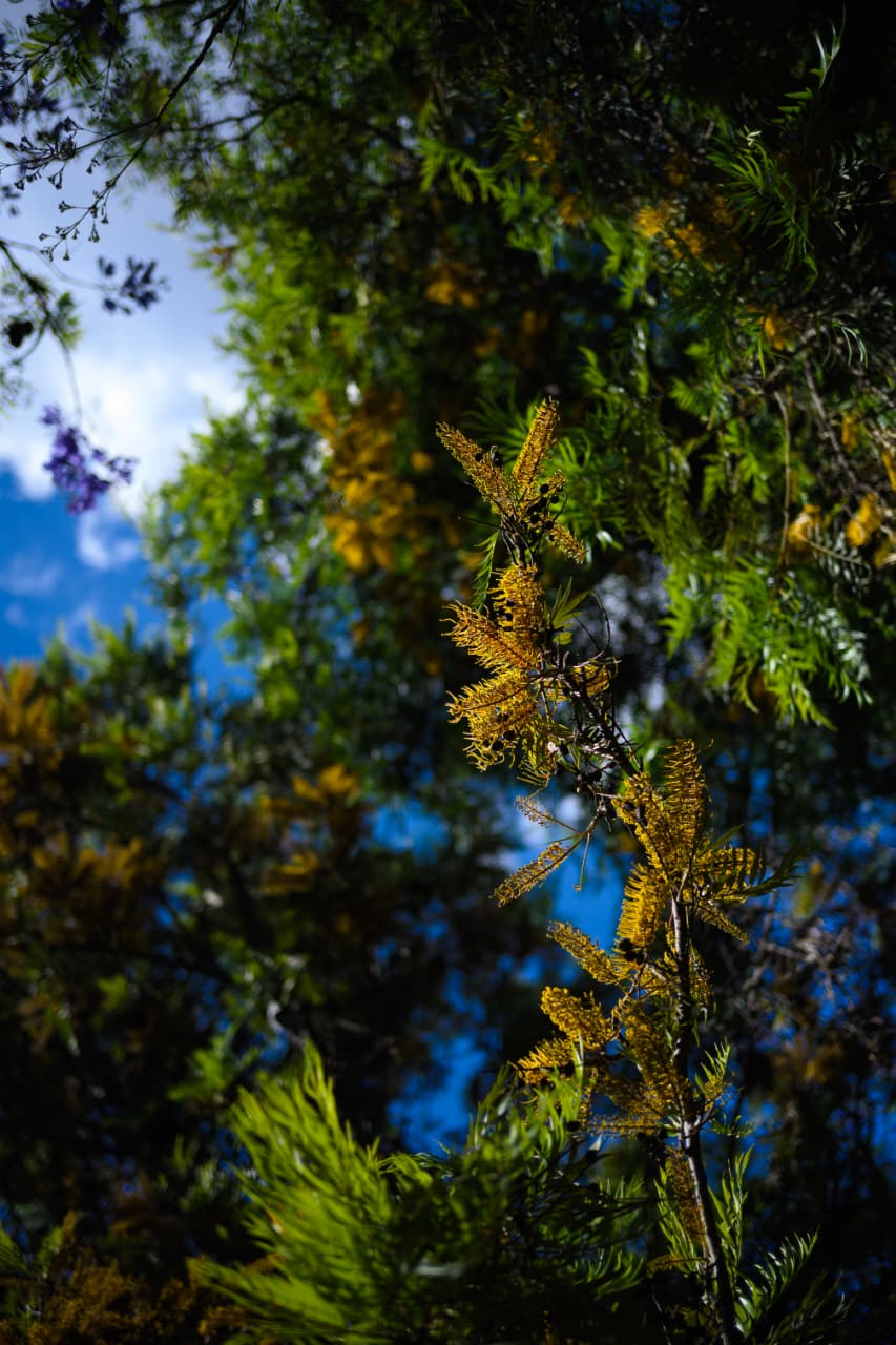 Contraste Natural